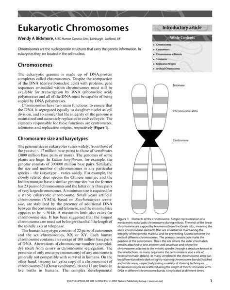 [DIAGRAM] Nucleus Chromosomes Diagram - MYDIAGRAM.ONLINE