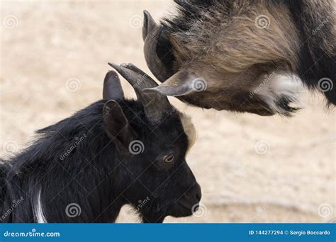 Goats fighting with horns stock photo. Image of victor - 144277294