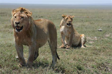 Tanzania wildlife safari destinations, climbing kilimanjaro,join groups, kilimanjaro treks ...