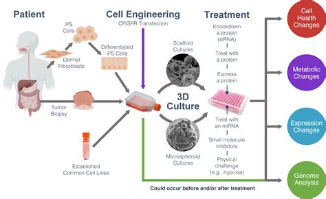 Introduction to 3D Cell Culture