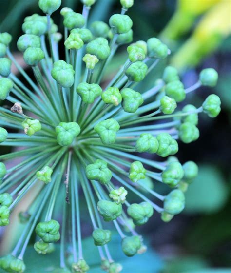 seed pods | Seed pods, Seeds, Plants