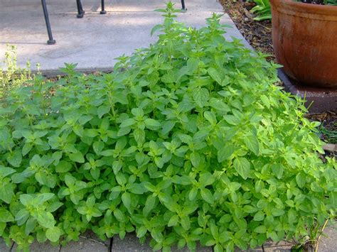 The Full Circle Gardener: Plant of the Week: Oregano