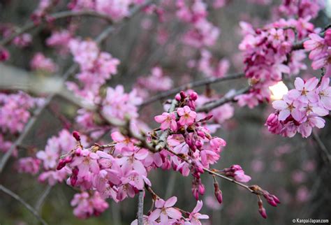 Japanese Plum Trees: First Blossoms of the Year - Blooming Japanese Apricots