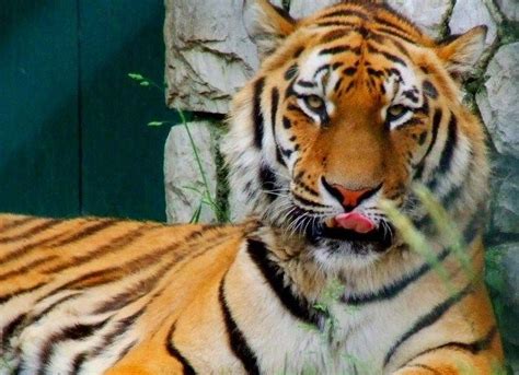 Do You Know #tiger poaching in India highest in seven years. | Jim corbett national park, Jim ...