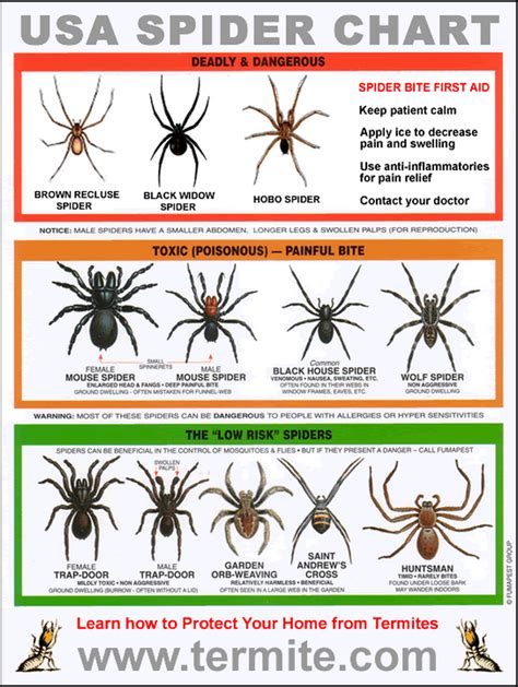 Free Spider Identification Chart