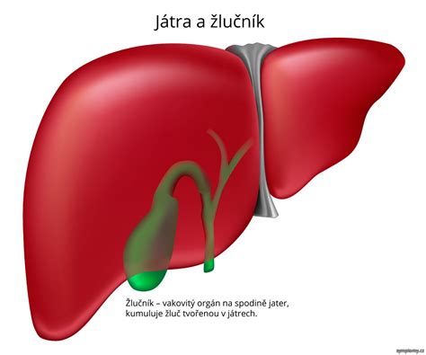 Žlučník - příznaky a léčba