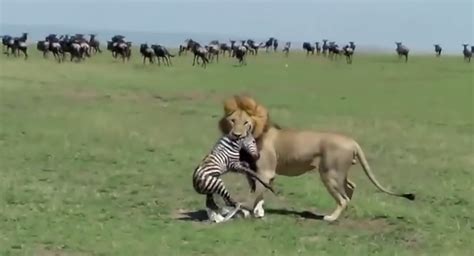 Lion Eats Newborn Zebra Alive! - video Dailymotion