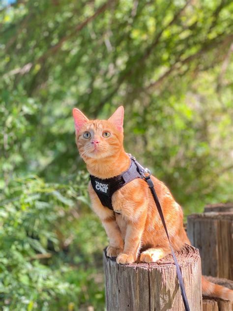 "The Adventure Cat Essential" Bundle: Cat Backpack, Harness, Leash, an ...