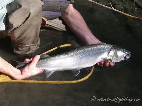 Native Trout Fly Fishing: Bull Trout