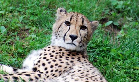 Cheetah - The Spotted Big Cat Stock Photo - Image of paws, washington: 32642950