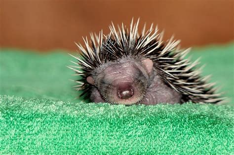 Baby Porcupine Photos, Videos, and Facts - Animal Hype