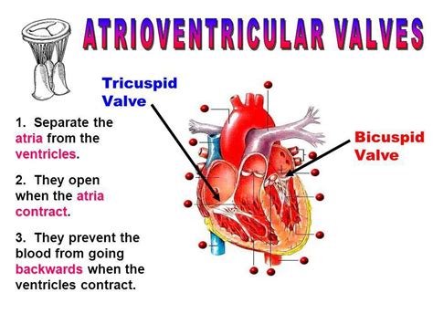 Atrioventricular Valves Mitral Valve And Tricuspid Valve