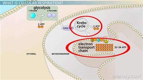 Cellular Respiration in Mitochondria | Process & Function - Lesson ...