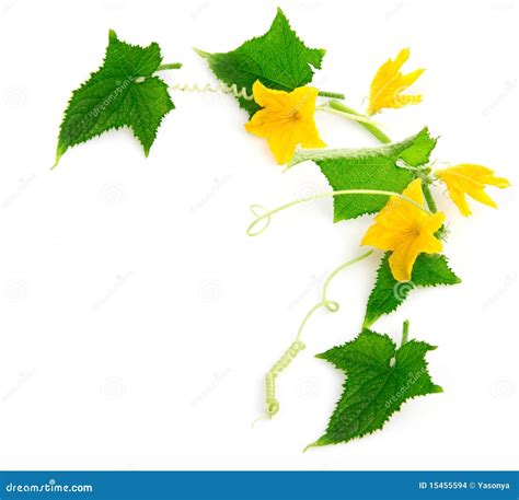 Branch Cucumber Plant with Flowers Stock Photo - Image of garden, life ...