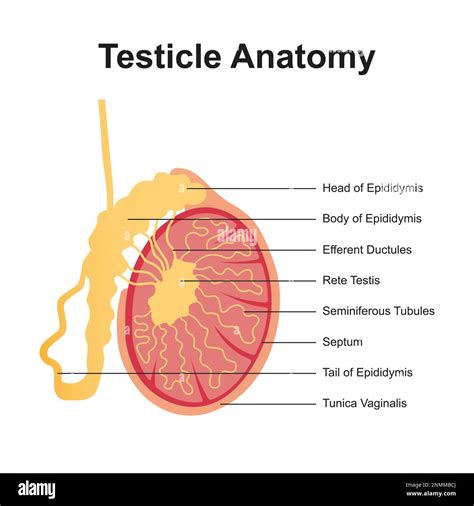 Testis Diagram