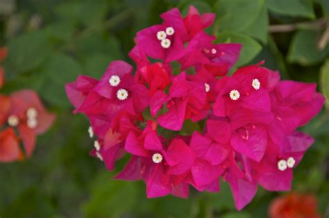 Loop Barbados: A Real Stunner - Beautiful Bougainvillea