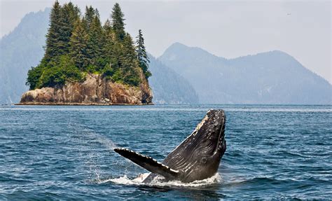 Low Prices on Private Premier Whale Watching Tour in Icy Strait Point | AlaskaCruises.com