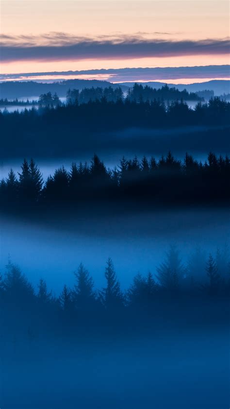 Forest Wallpaper 4K, Sunrise, Fog, Above clouds, Trees