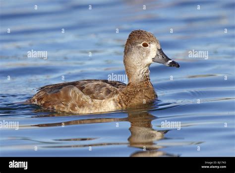 Ring-necked Duck Adult Female Stock Photo - Alamy