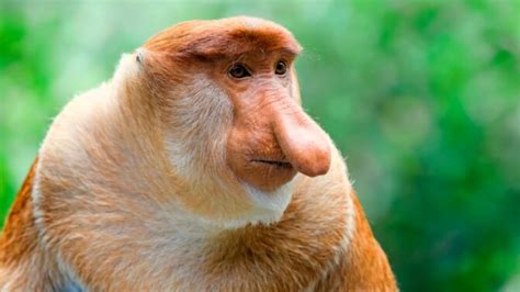 Ugly Monkeys: 5 Ugliest Monkeys In The World (With Pictures)