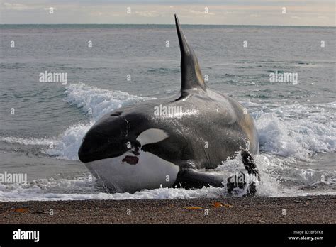 Orca seal attack hi-res stock photography and images - Alamy