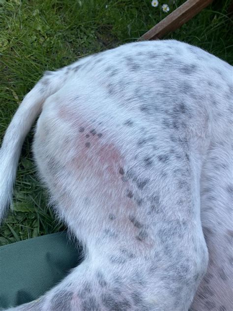 What would cause patchiness/hair loss/irritation in this spot? : r/Greyhounds