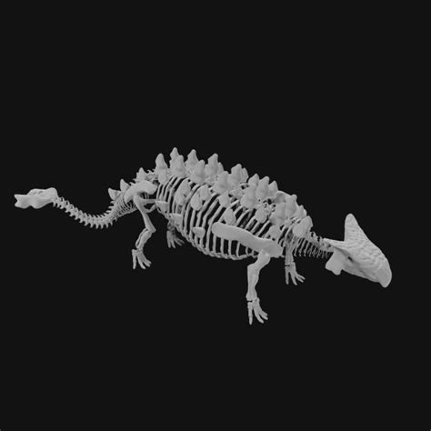 Ankylosaurus skeleton 3d model Low Poly