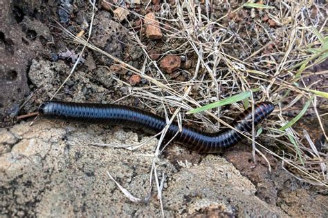 10 Giant African Millipede Facts - Fact Animal