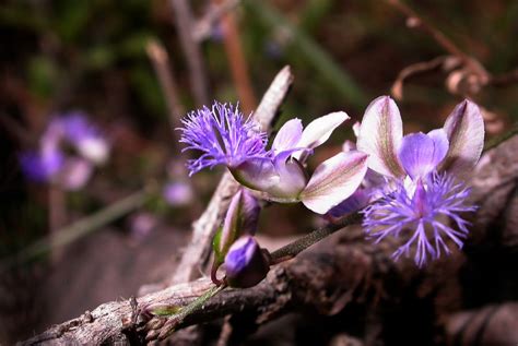 Polygala tenuifolia Seeds, Yuan Zhi Seeds