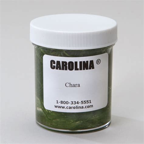 Chara (Algae), Living | Carolina Biological Supply