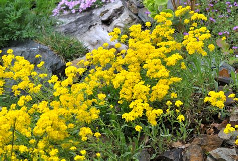 7 Easy Drought-Tolerant Ground Covers