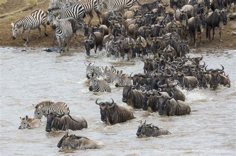 9 Days Tanzania Wildebeest Migration Safari | Tanzania Wildlife Safari