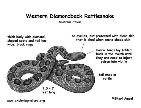 Rattlesnake Rattle Anatomy