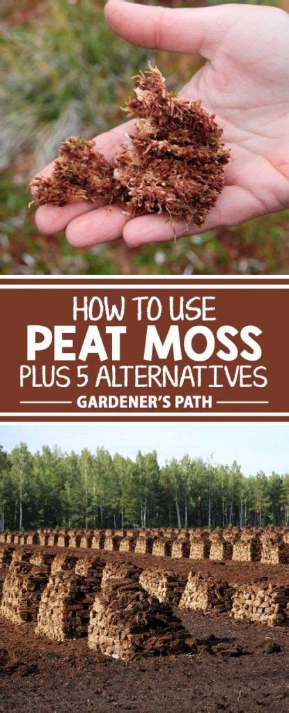 How to Use Peat Moss in the Garden | Gardener’s Path | Peat moss, Soil additives, Organic ...