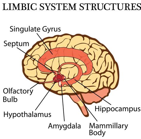 What is Hippocampus Anatomy? (with pictures)