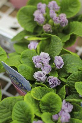 寒いけど思ったよりは。。 - 元気で活きの良い植物専門店エコマルシェオニヅカのブログ