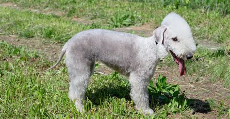 Bedlington Terrier Dog Breed Complete Guide | AZ Animals