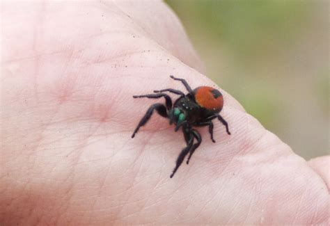 Jumping Spider in Elyria Canyon Park - What's That Bug?