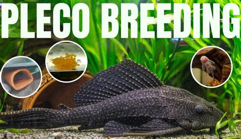 Breeding Pleco Catfish - Guide With Pictures | Keeping Catfish