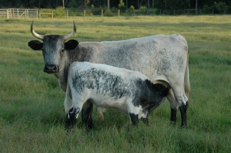 Florida Cracker cattle | petmapz by Dr. Katz, Your veterinarian endorsed pet community!