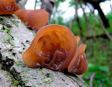 3 Edible Mushrooms That Defy Nature & Grow During Winter - Off The Grid News