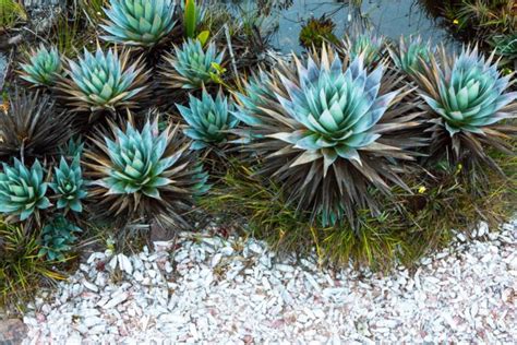 Mount Roraima - Mountain Field Guide