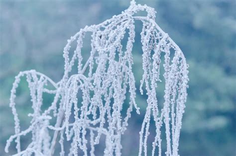 Frozen Free Stock Photo - Public Domain Pictures