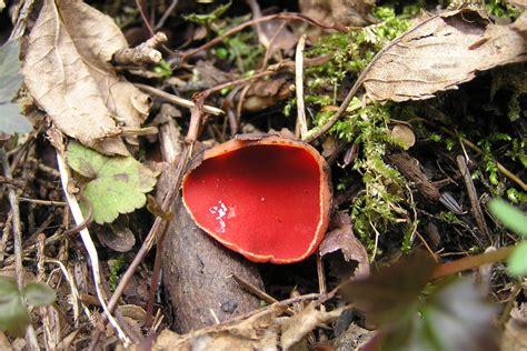 Cup Fungi – Northeast School of Botanical Medicine