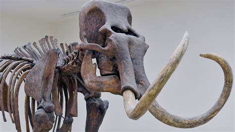 Male Mammoths Died in ‘Silly Ways’ More Often Than Females, Study Finds ...