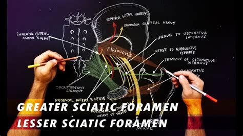 Gluteal region | Anatomy Tutorial - Greater sciatic foramen & lesser ...