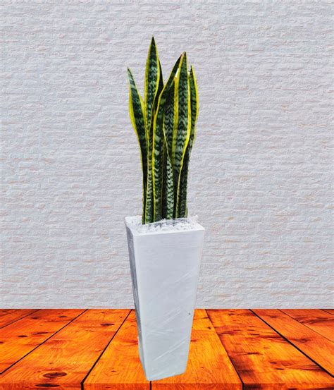 Lengua de Suegra / Sansevieria en maceta blanca | 1.3mts | Jardin.pe