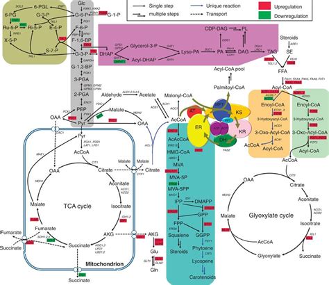 lipid metabolism - | Biochemistry, Science biology, Biology lessons