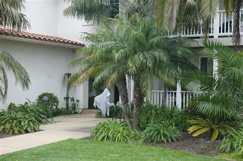 THE PYGMY DATE PALM, PHOENIX ROEBELENII | Palm trees landscaping, Front ...