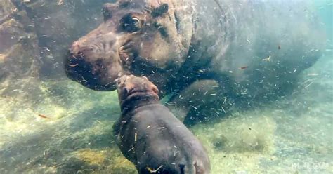 Baby hippo can’t leave his big sister’s side while swimming – Madly Odd!